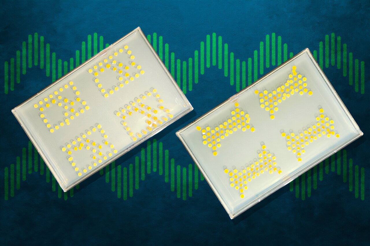 Engineers connect bacteria to create living transistors