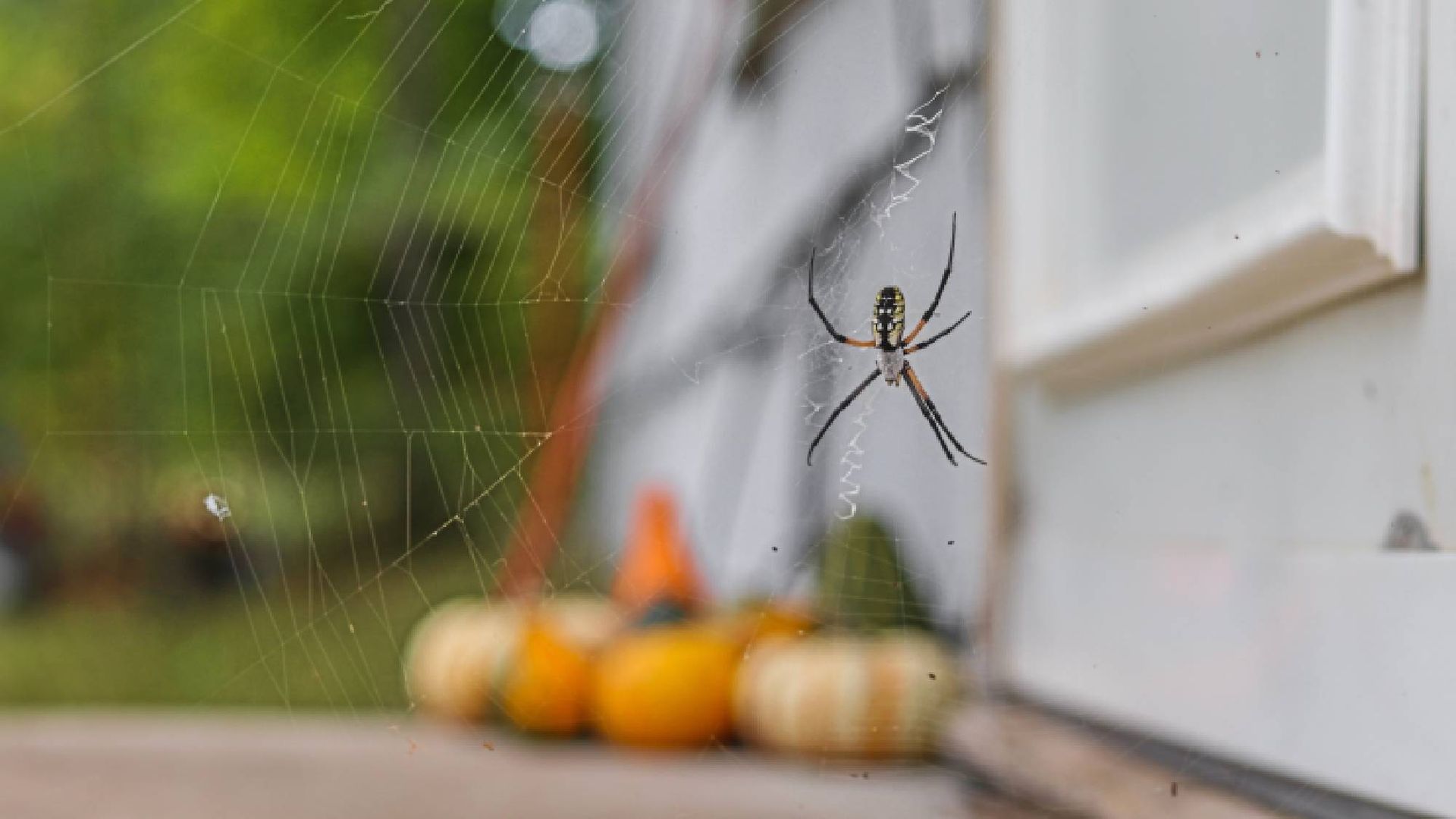 Why sweeping away giant spider webs never works — and what actually stops them from coming back