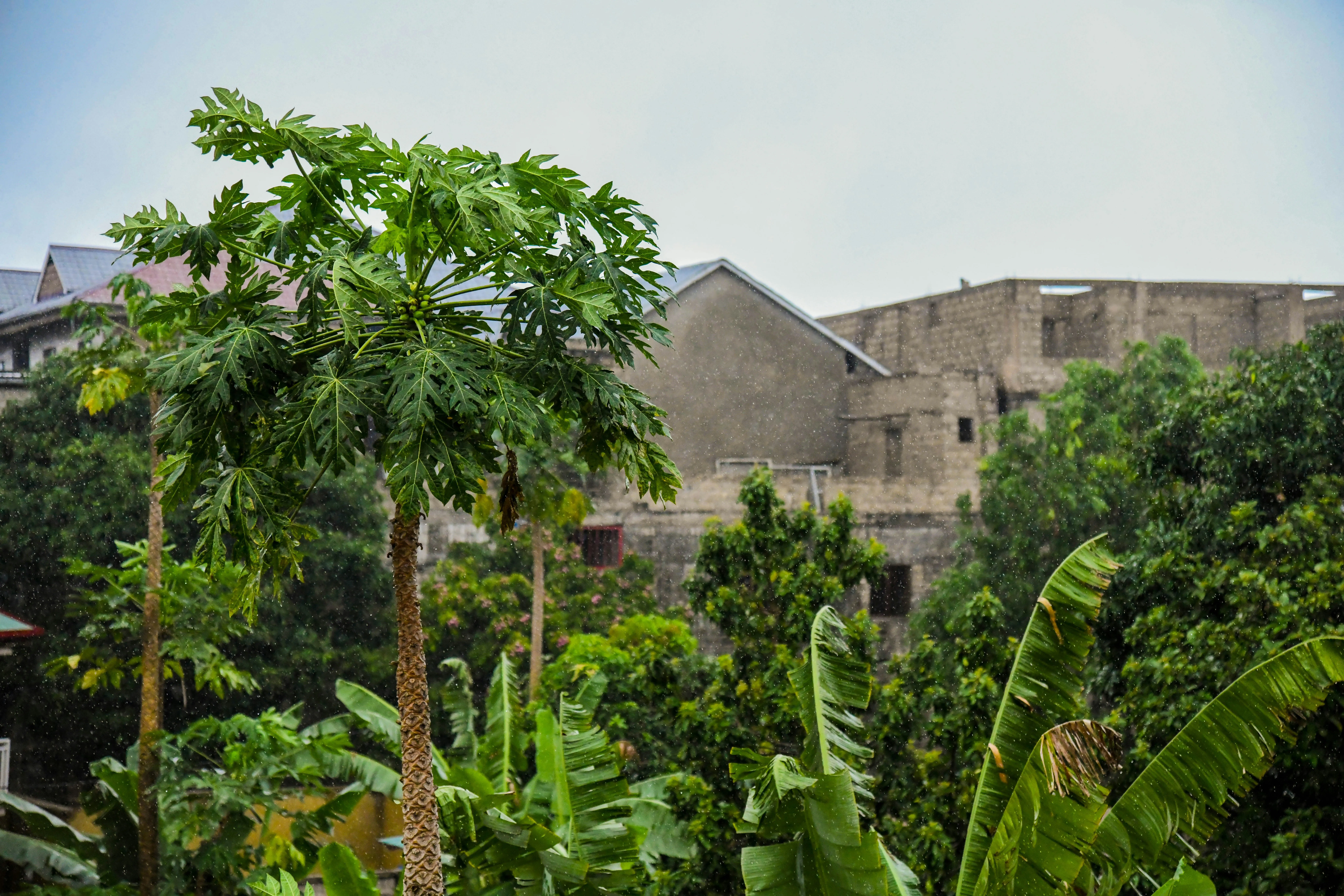 DRC Expands Econetix Article 6 Authorization To 2.75M Carbon Credits