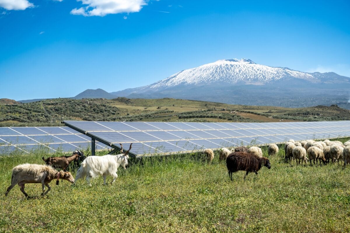 Nadara starts commercial operations at 227MW Italian agriPV project