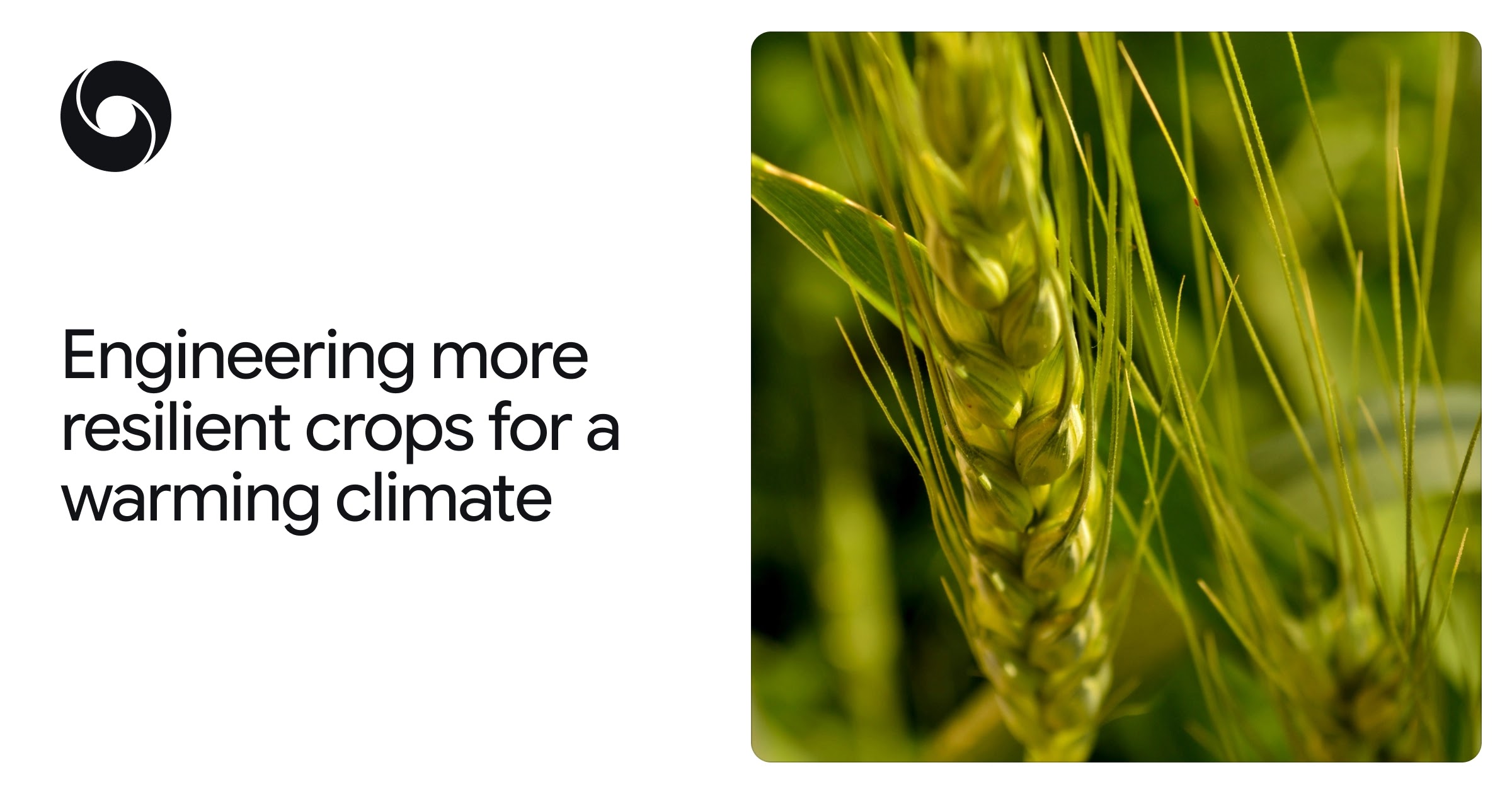 Engineering more resilient crops for a warming climate