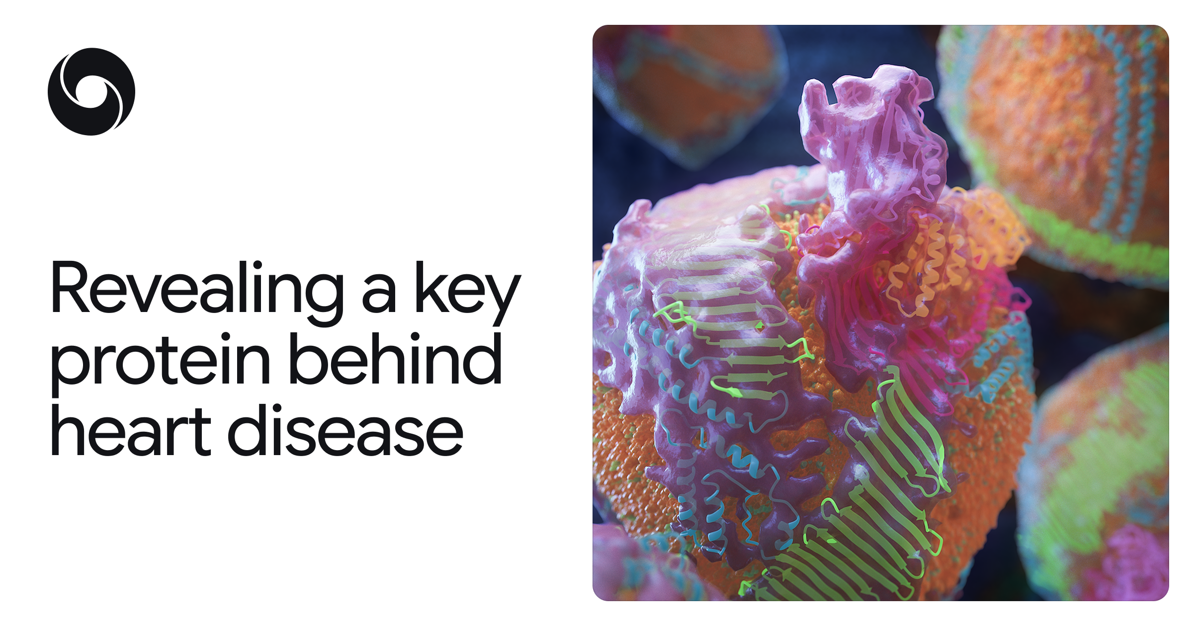 Revealing a key protein behind heart disease