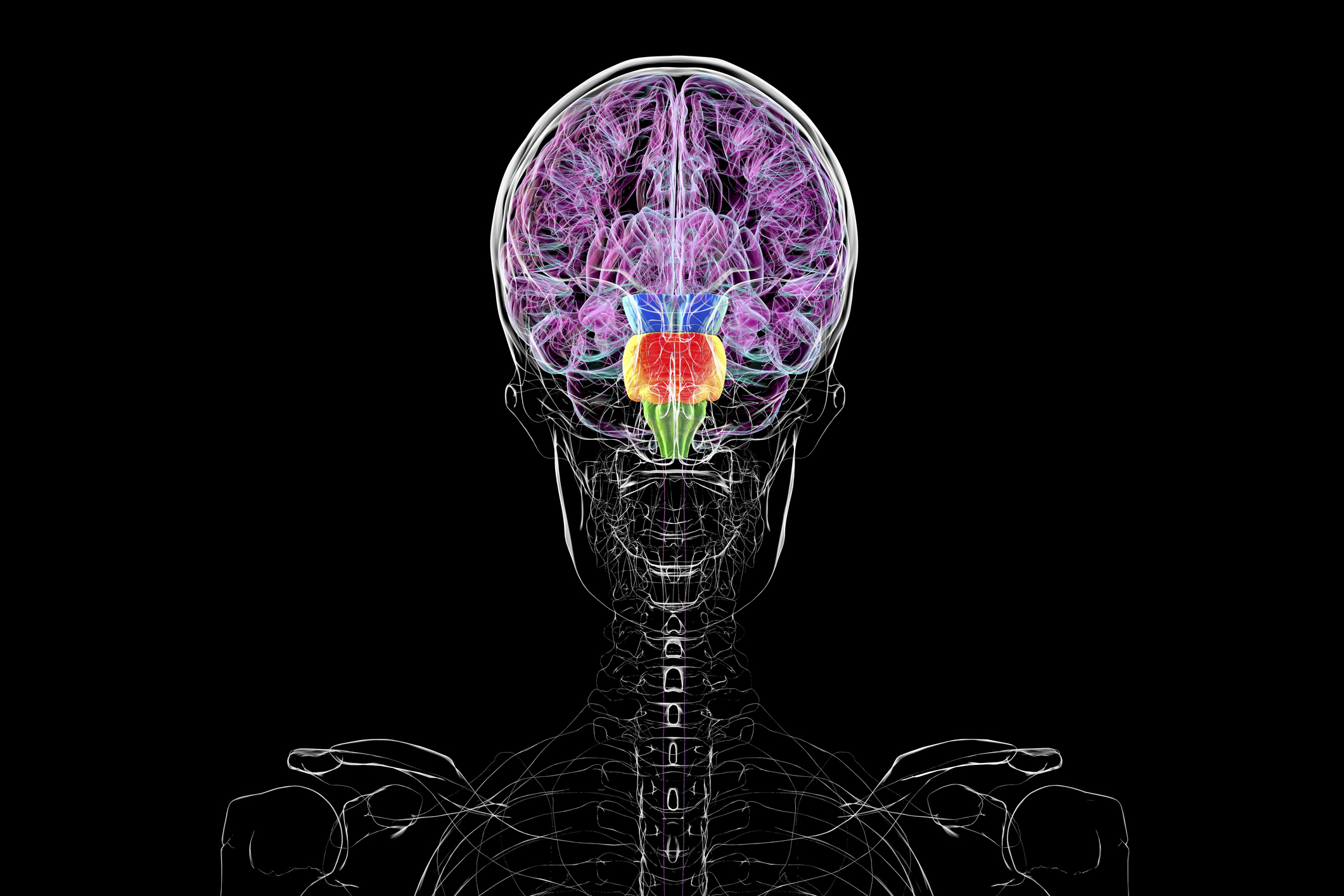 Contrary to some reports, you don't have two brains