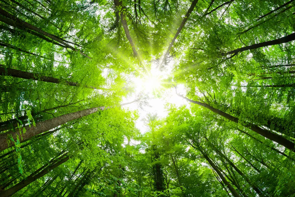 Cellulosic Fibers Experience a Year in Flux