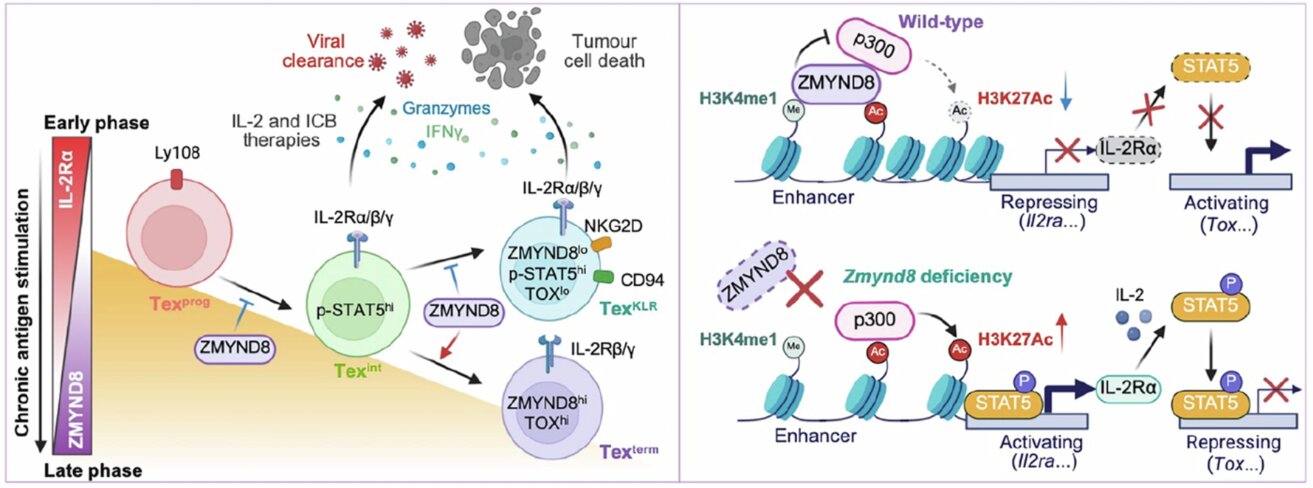 Scientists find the gene that drives T-cell exhaustion, revealing new strategy to improve immune responses