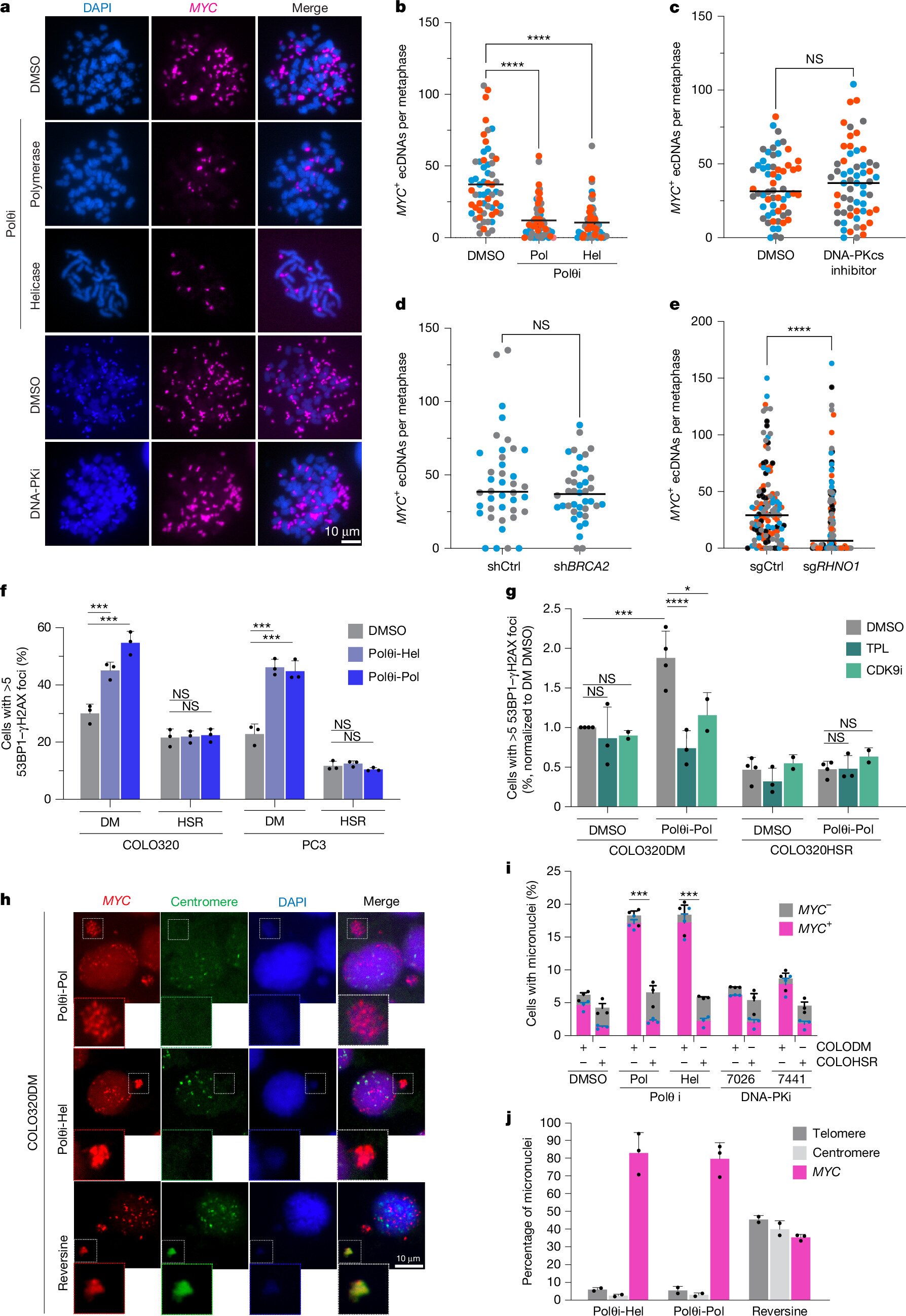 Cancer's 'rogue DNA' relies on two proteins to prevent and repair breaks