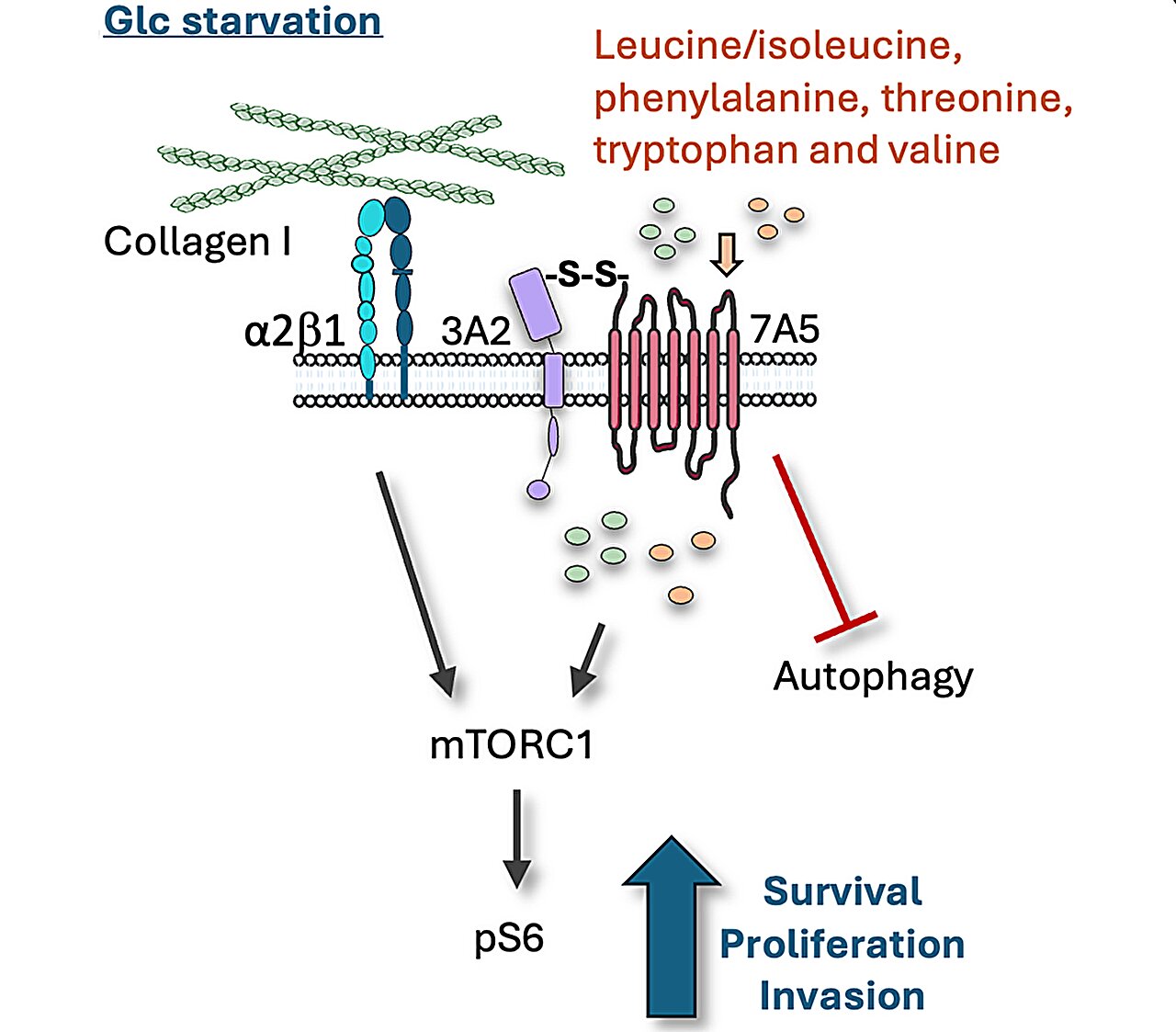 Collagen scaffolding helps cancer cells survive inside nutrient-starved tumors