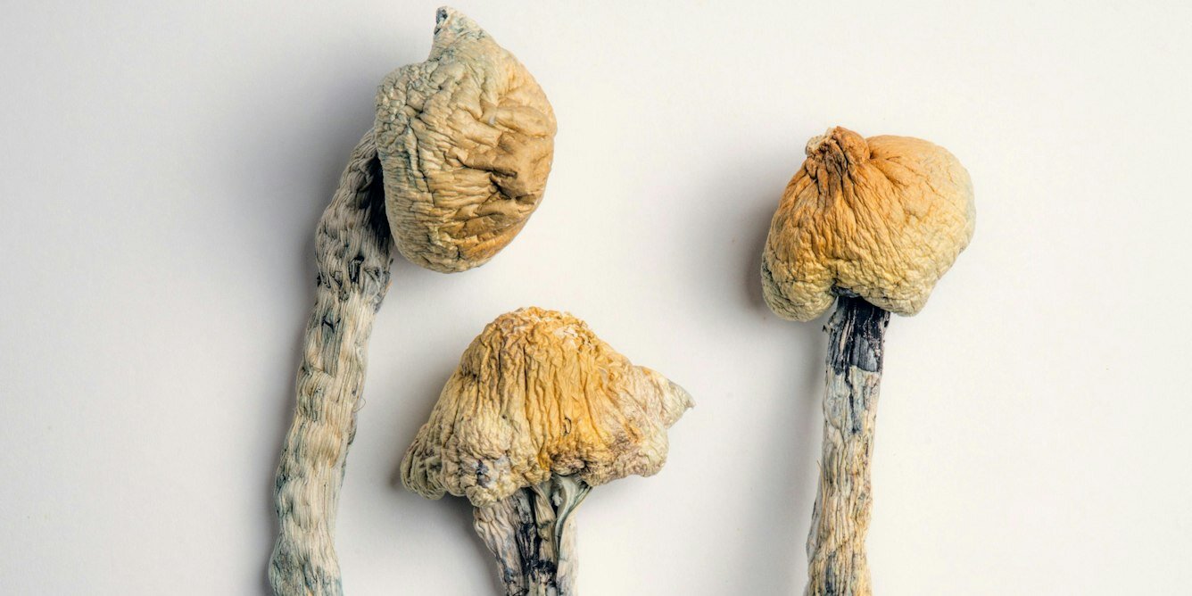 Psilocybin may help the brain recover from concussion, new study finds