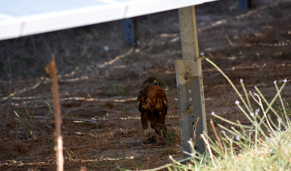 Solar parks provide refuge and hunting grounds for birds of prey
