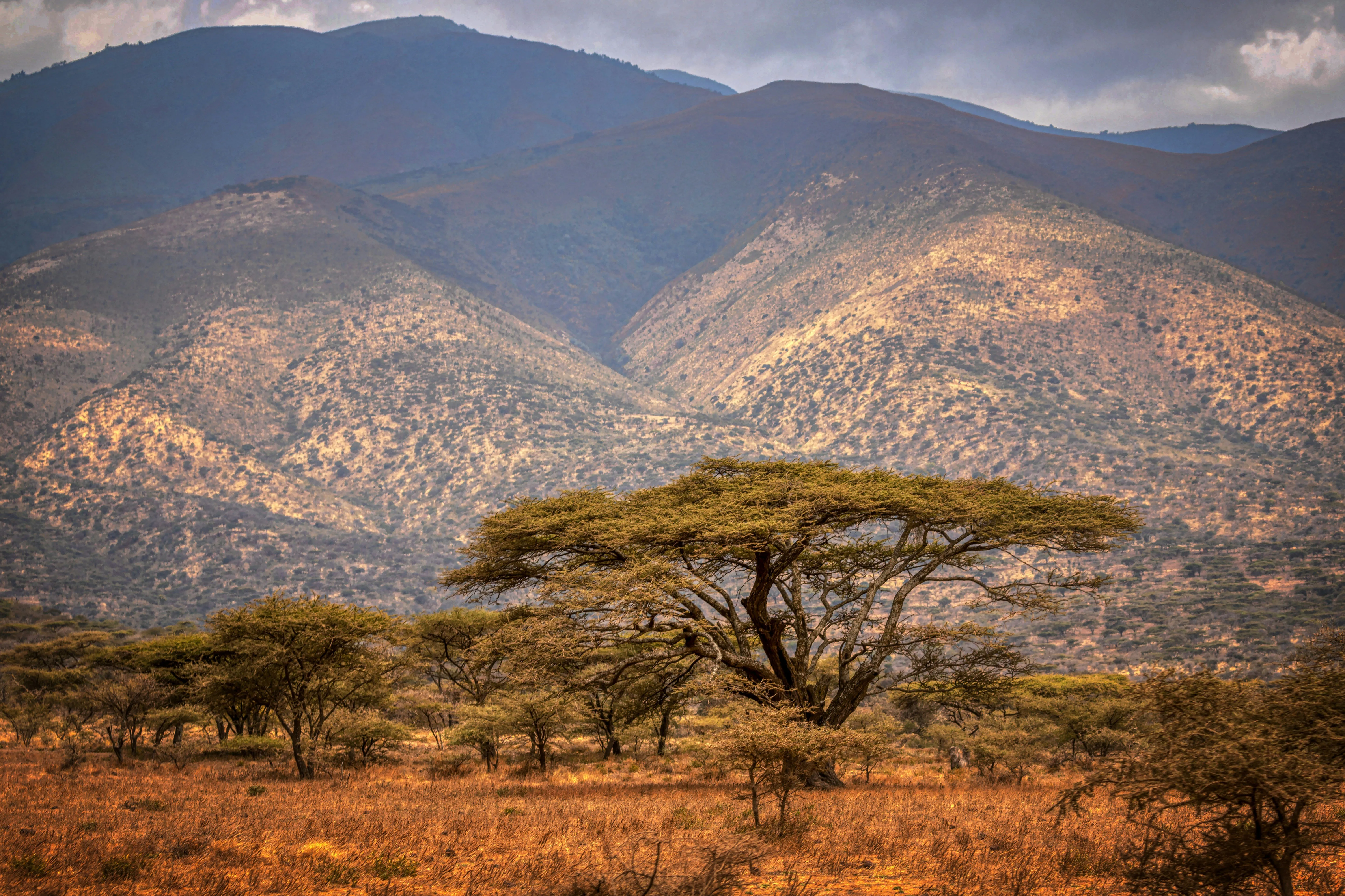 Tanzania Grants BURN 2nd Letter Of Authorization For CORSIA Carbon Credits