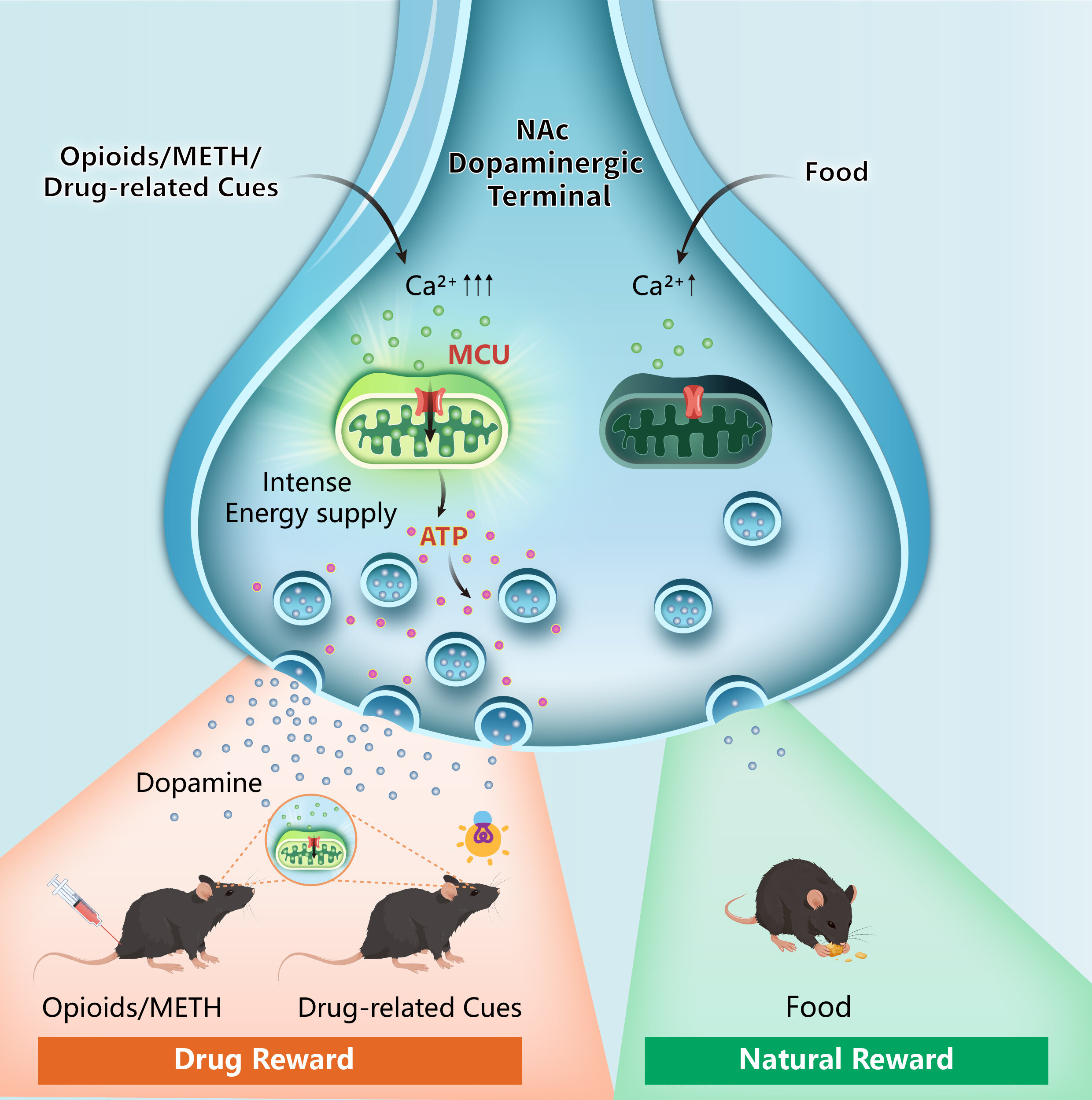 Cellular 'energetic switch' could help separate drug rewards from natural pleasure