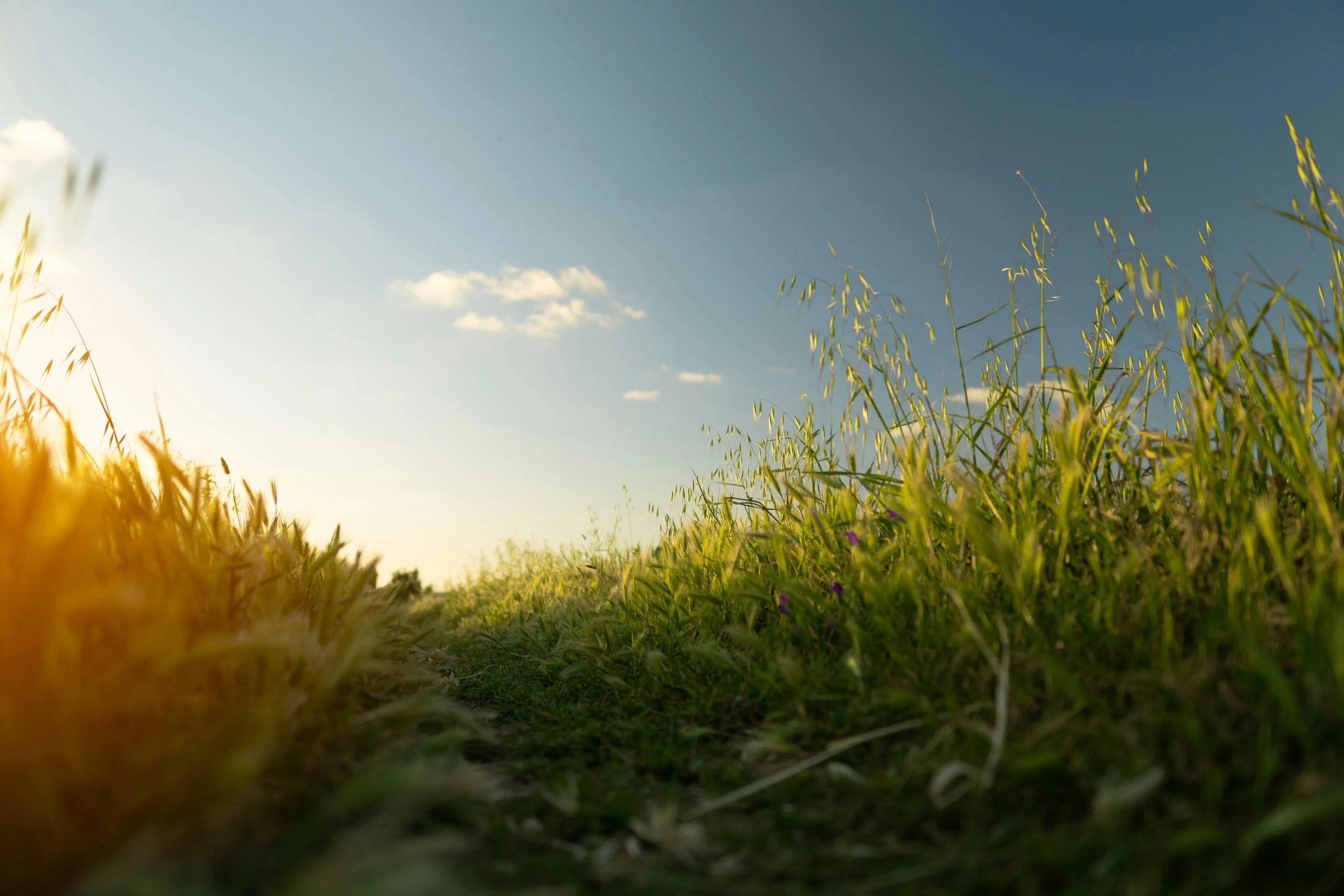 Agoro Carbon Issues First Soil Carbon Credits Under Microsoft Agreement