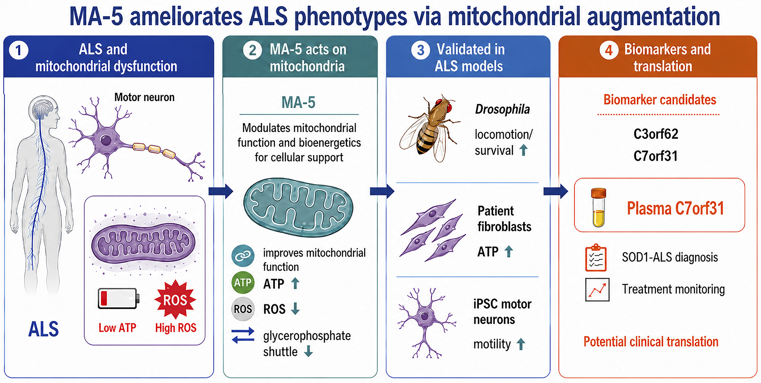 Synthetic molecule improves mitochondrial function in ALS models and patient-derived stem cells