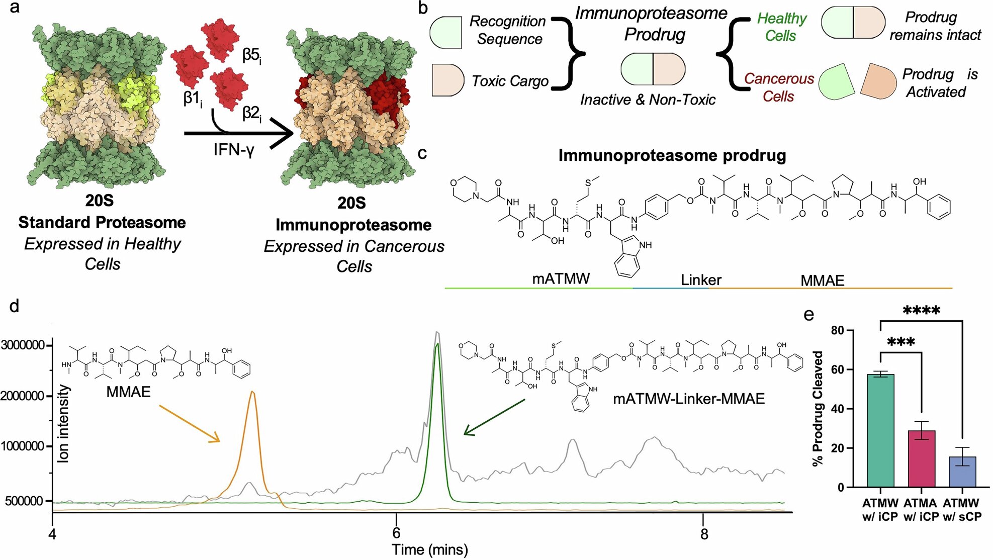 Experimental chemotherapy uses stealth tactic to activate inside cancer cells