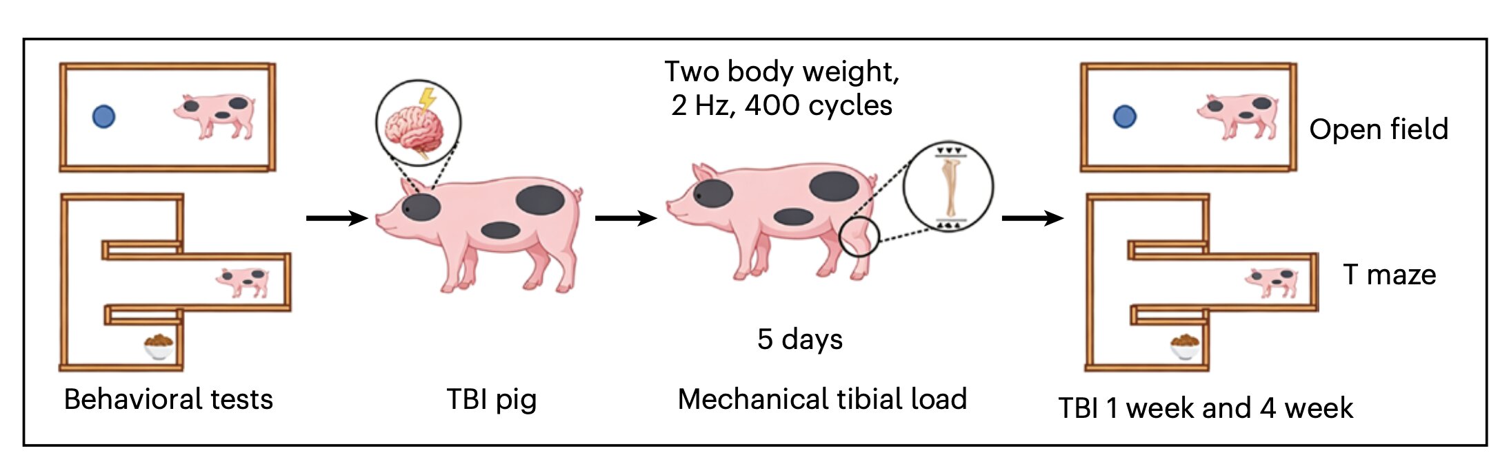 Gentle rhythmic tapping on shinbone helps injured brains heal faster in animal models