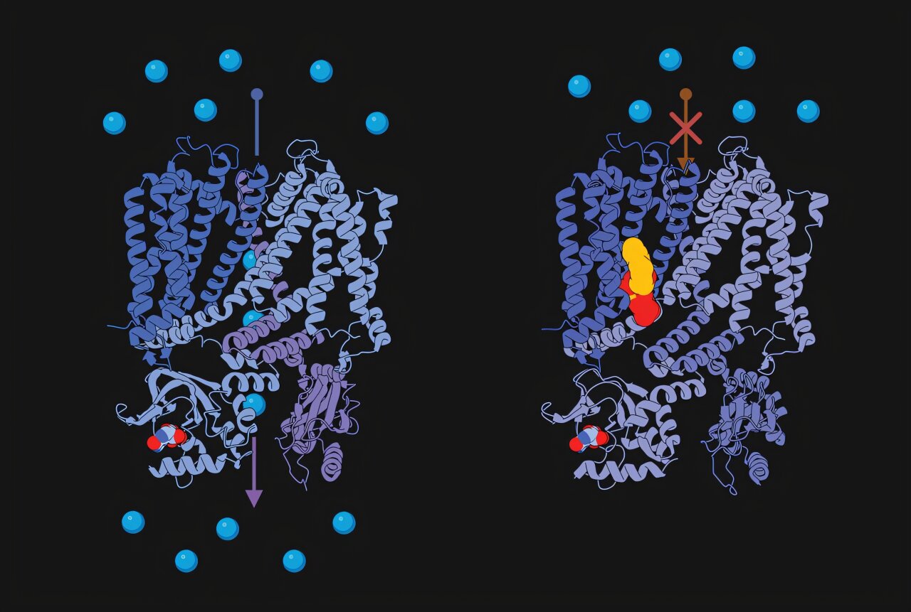 How a membrane lipid tunes the eye's response to light