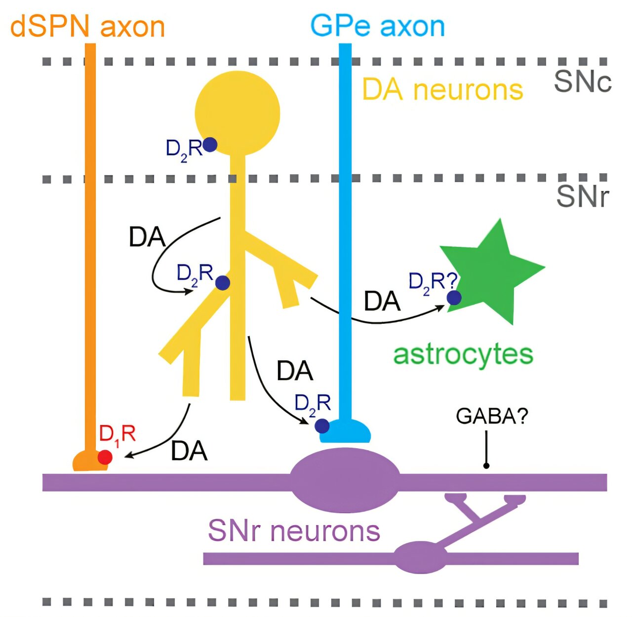 Dopamine prompts brain support cells to boost movement-control neurons, study suggests