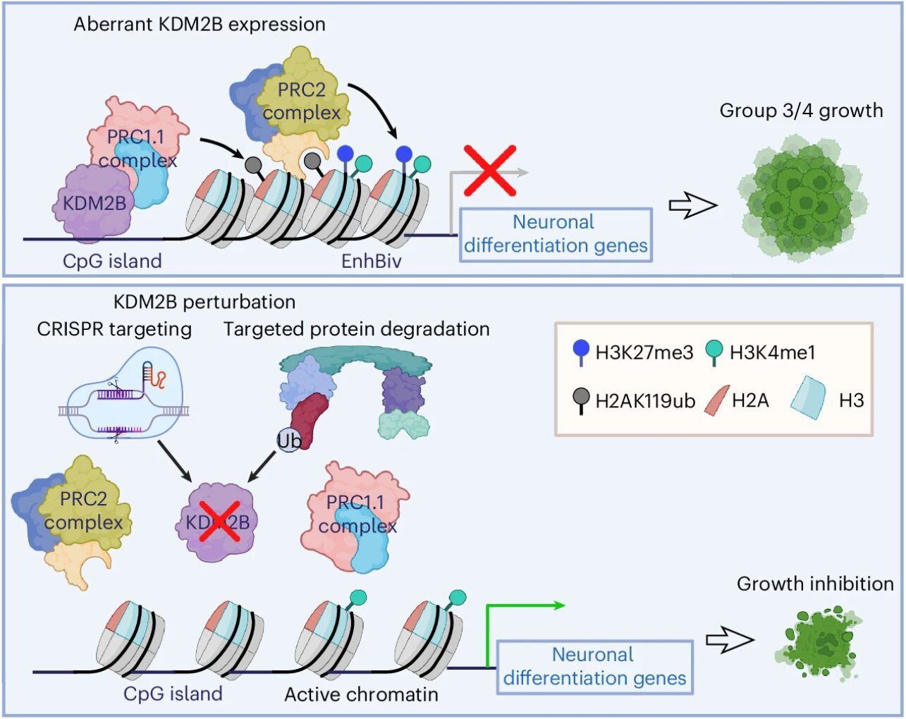 One gene helps drive growth in two childhood brain tumor groups that lack targeted therapies