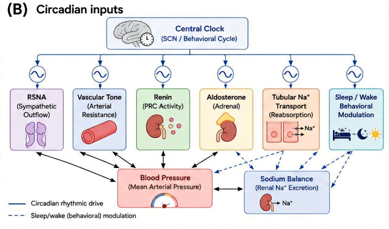 What your overnight blood pressure can reveal about your health