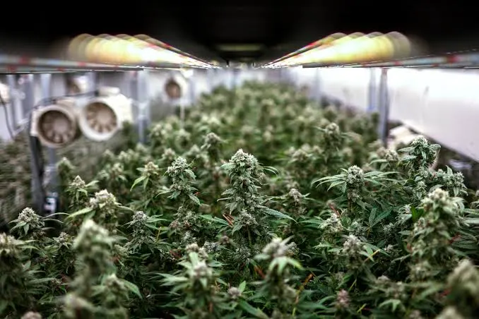 New Cannabis Bill to Shutter 50% of Khao San Dispensaries