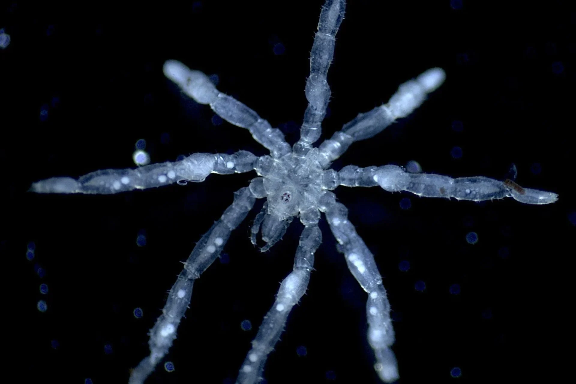 This Newly Discovered Sea Spider Is a Parasite With Its Own Parasites