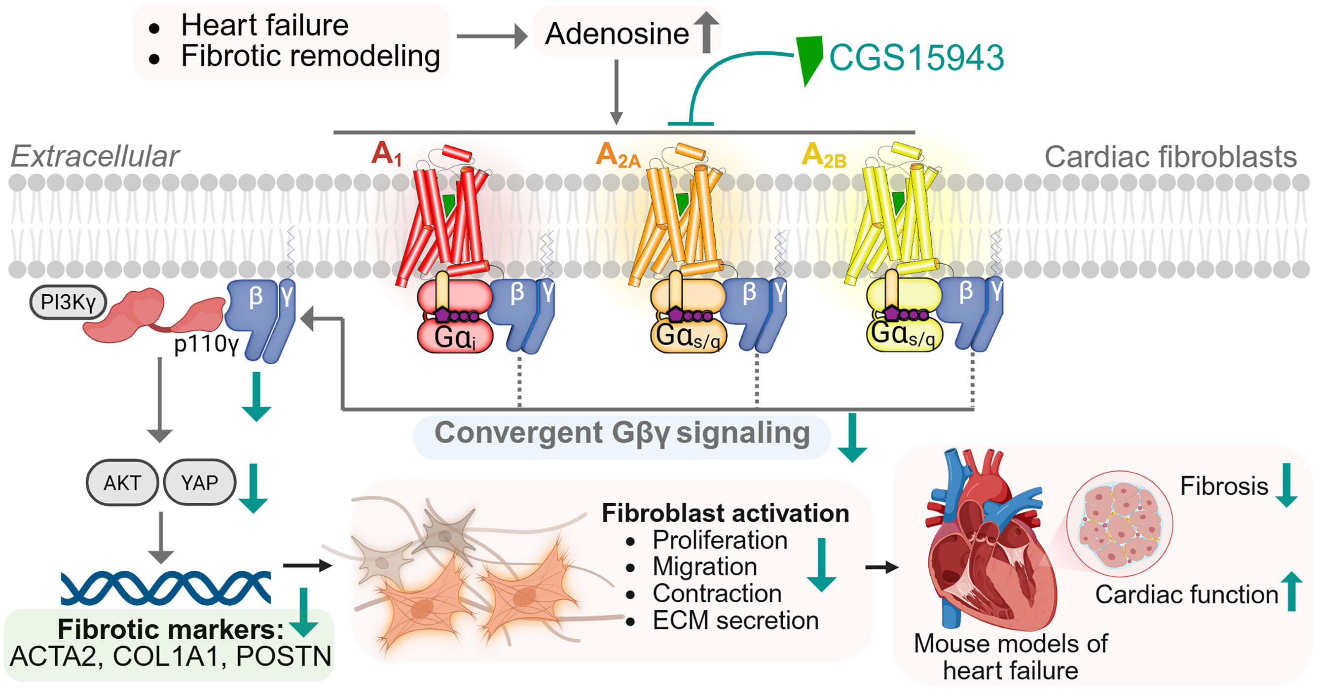 Three heart cell receptors share unexpected signal that drives scar formation