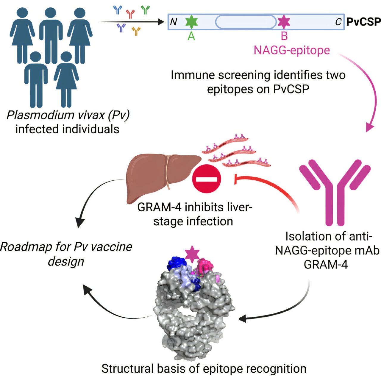 Malaria parasite can reawaken after years: New vaccine target may block liver infection
