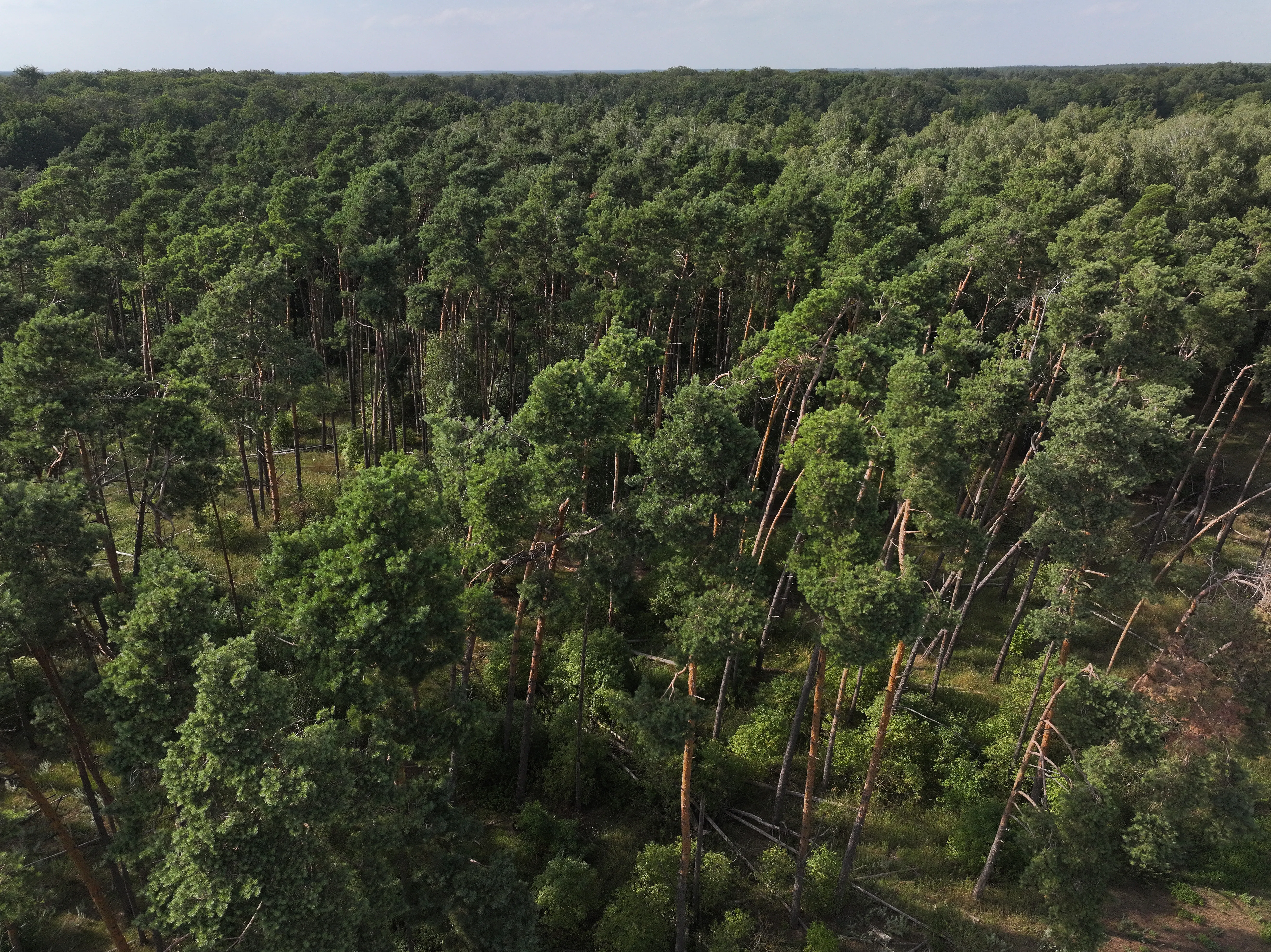 Canopy, a Nonprofit, has a Business Case to Make