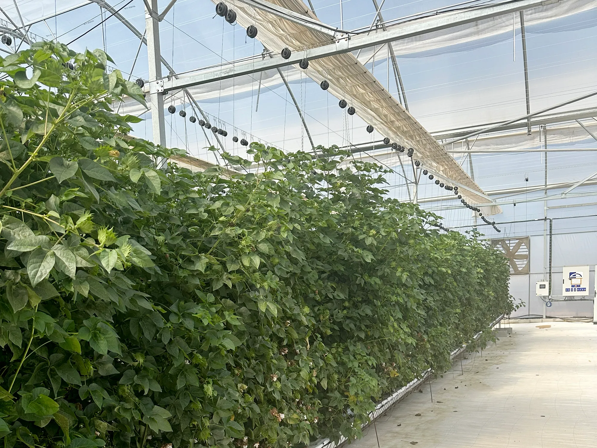 H&M-Backed Cotton Project Explores Soil-Free Farming
