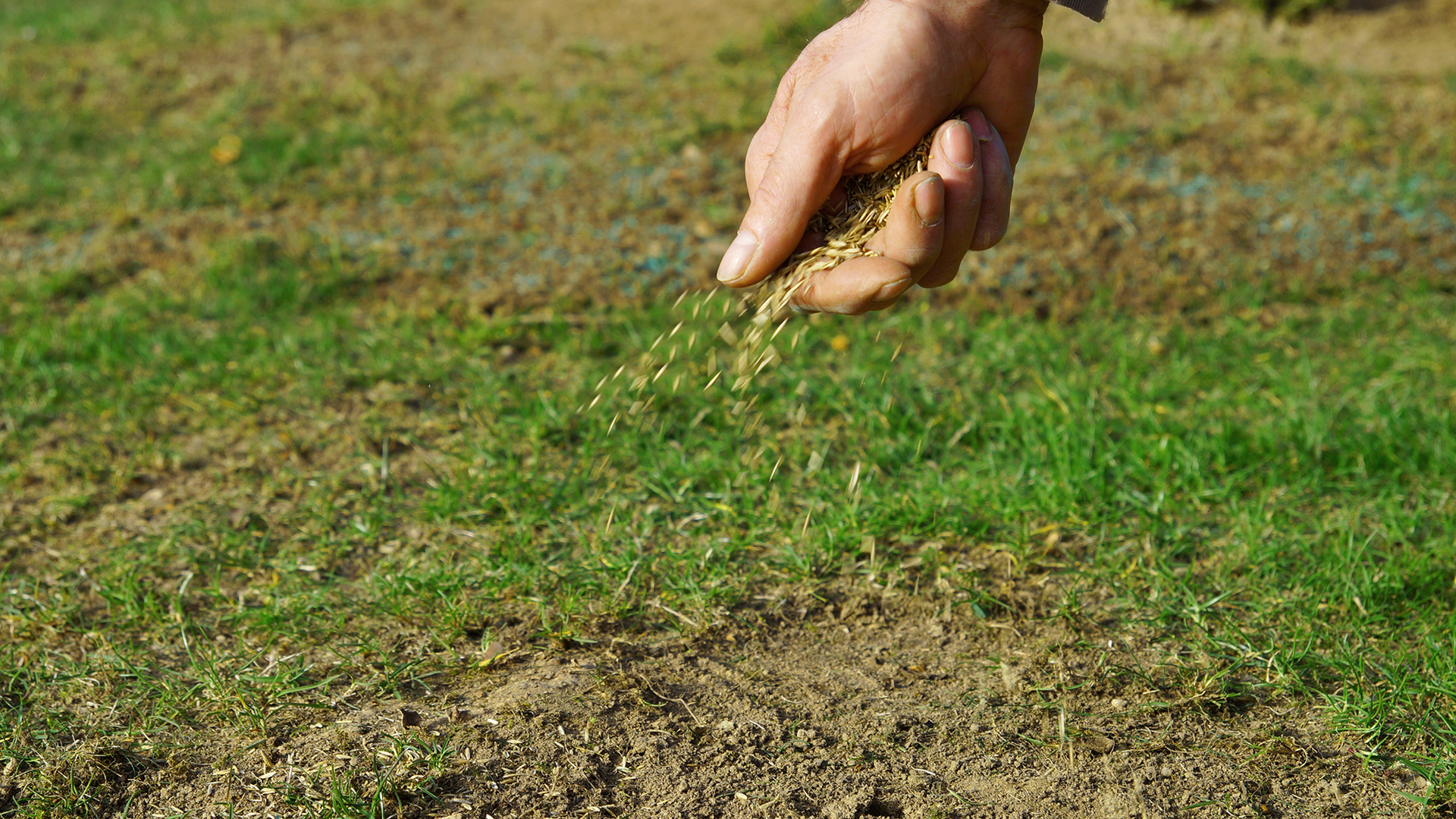 Before your lawn goes dormant, do this 15-minute job for thicker grass next spring