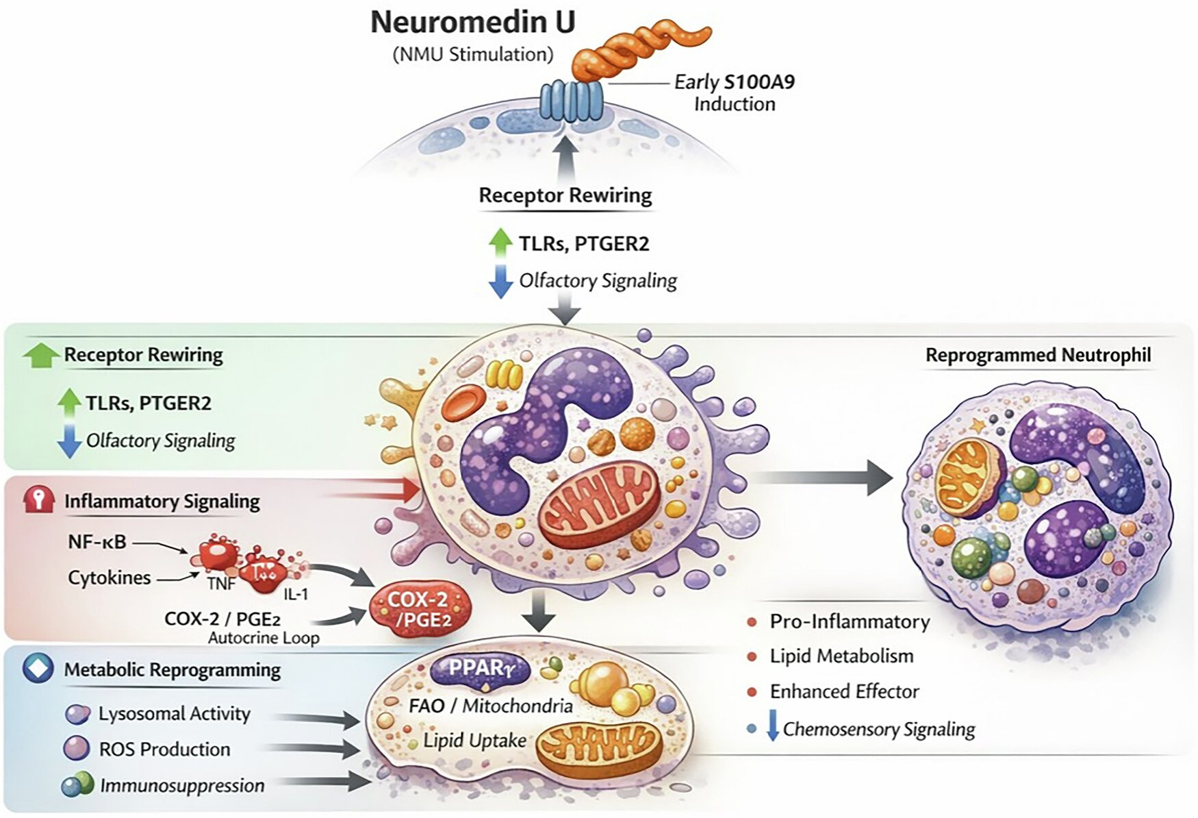 Neurotransmitter may help aggressive prostate cancer shut out immune cells from the start
