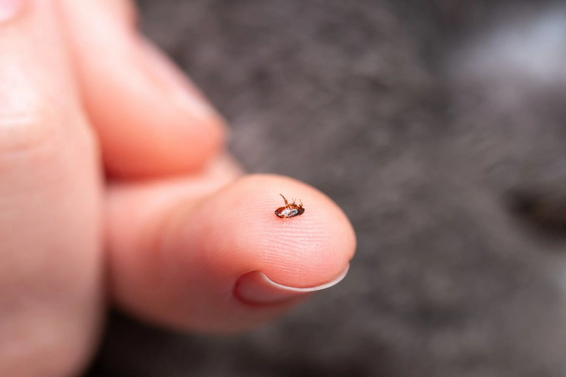 Los Angeles Has a Flea Problem—and It’s Fueling Typhus Outbreaks