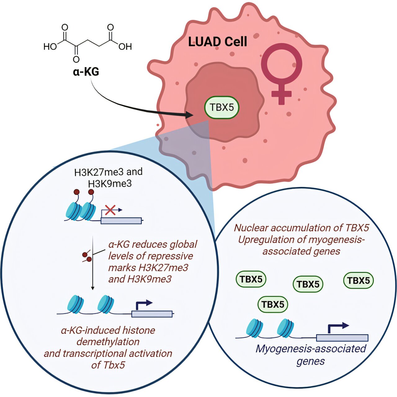 Dietary supplement may influence lung tumor growth differently in females and males