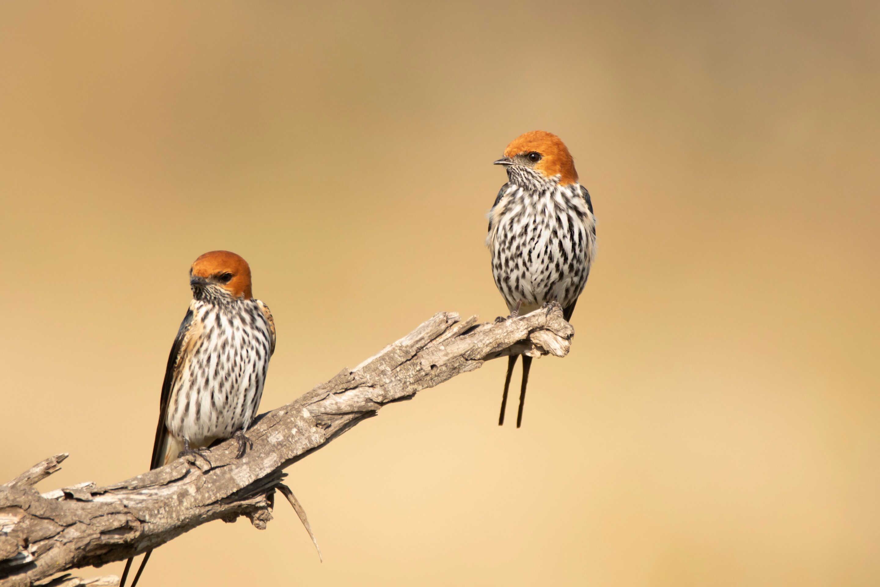 Using birding to improve stroke outcomes