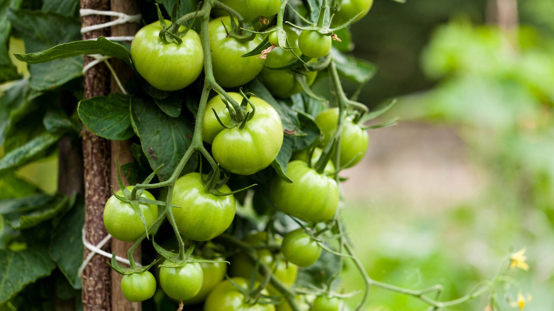 The 3-minute trick to force stubborn green tomatoes to ripen fast