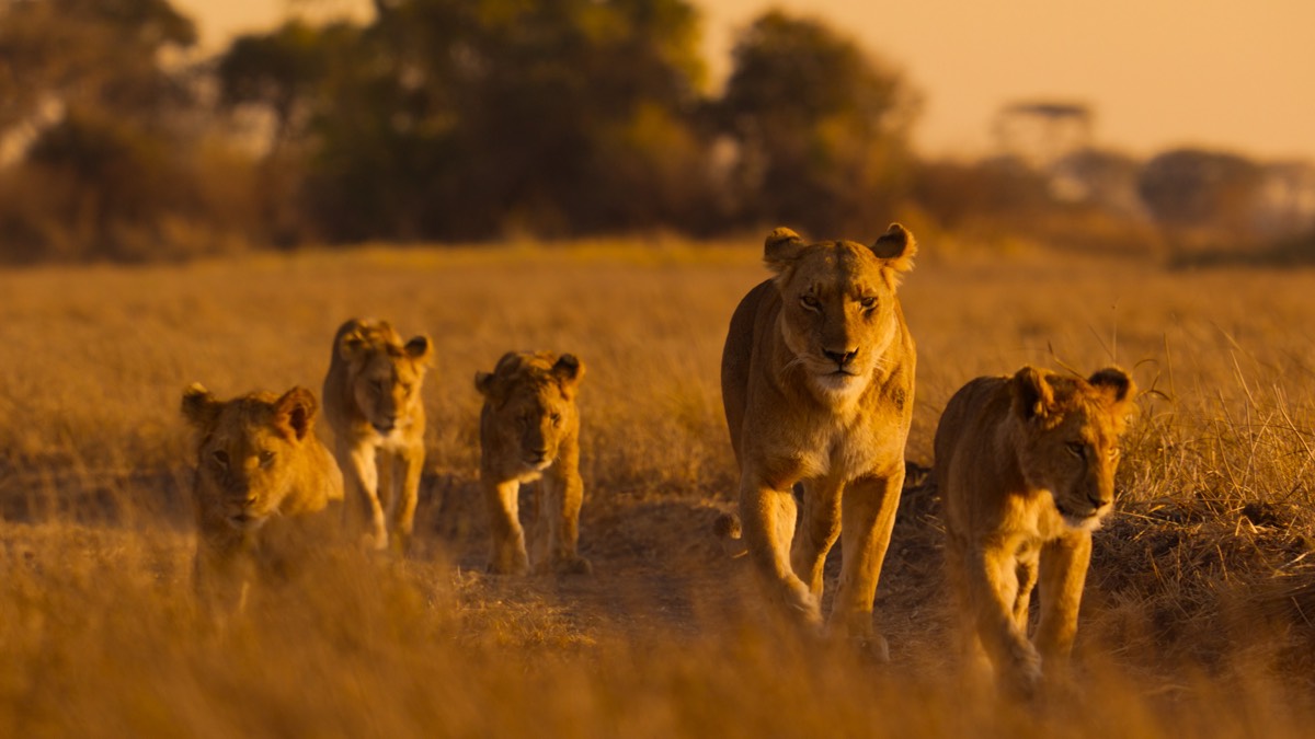 Lions and cheetahs and chimps, oh my: a spotlight on Africa's diverse wildlife