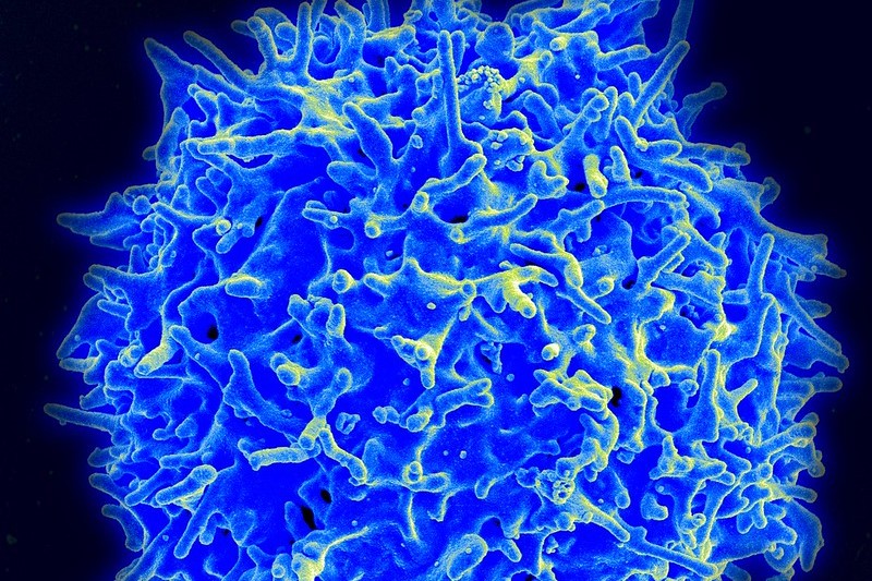 Immunology Startup ai3Bio Aims to Redefine What It Means to Reset the Immune System
