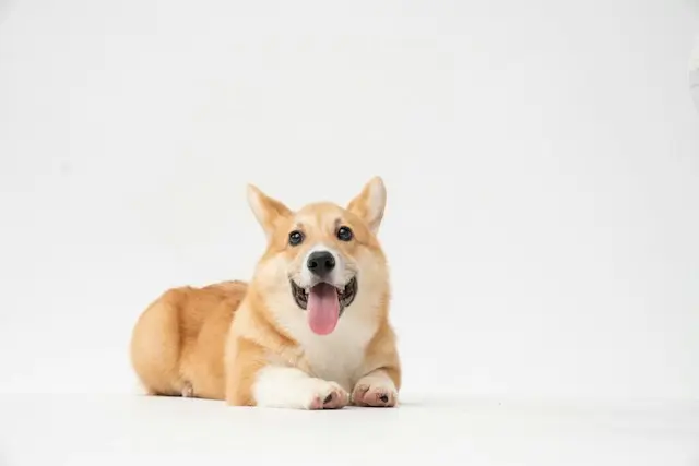 Corgi targets growing insurance gap around AI infrastructure