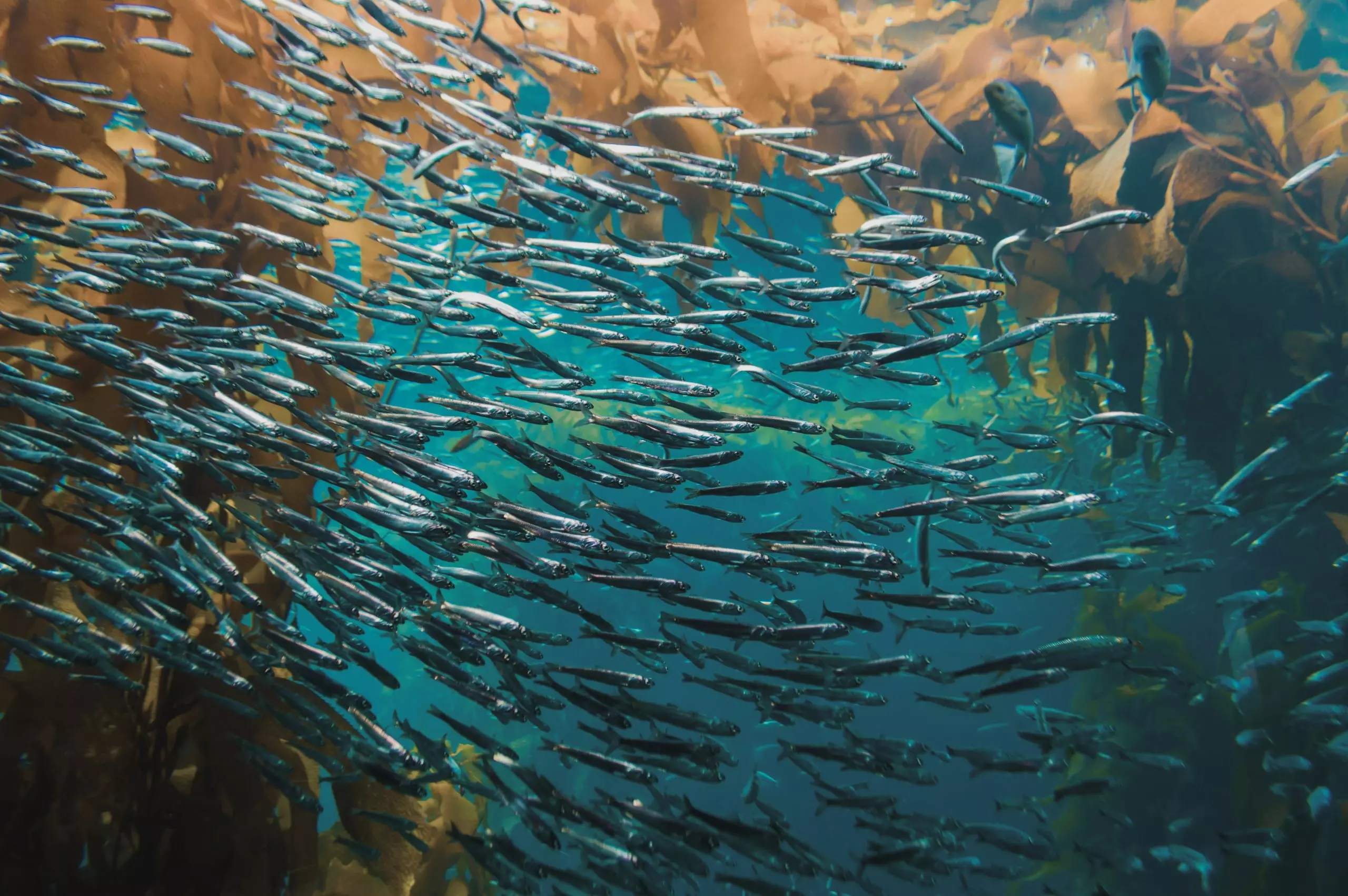 Sardine bets on foundation models to outpace fraud rings