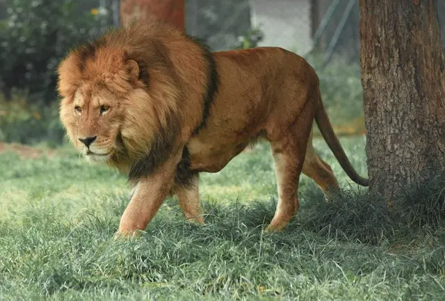 Lion Group shifts digital asset treasury towards HYPE