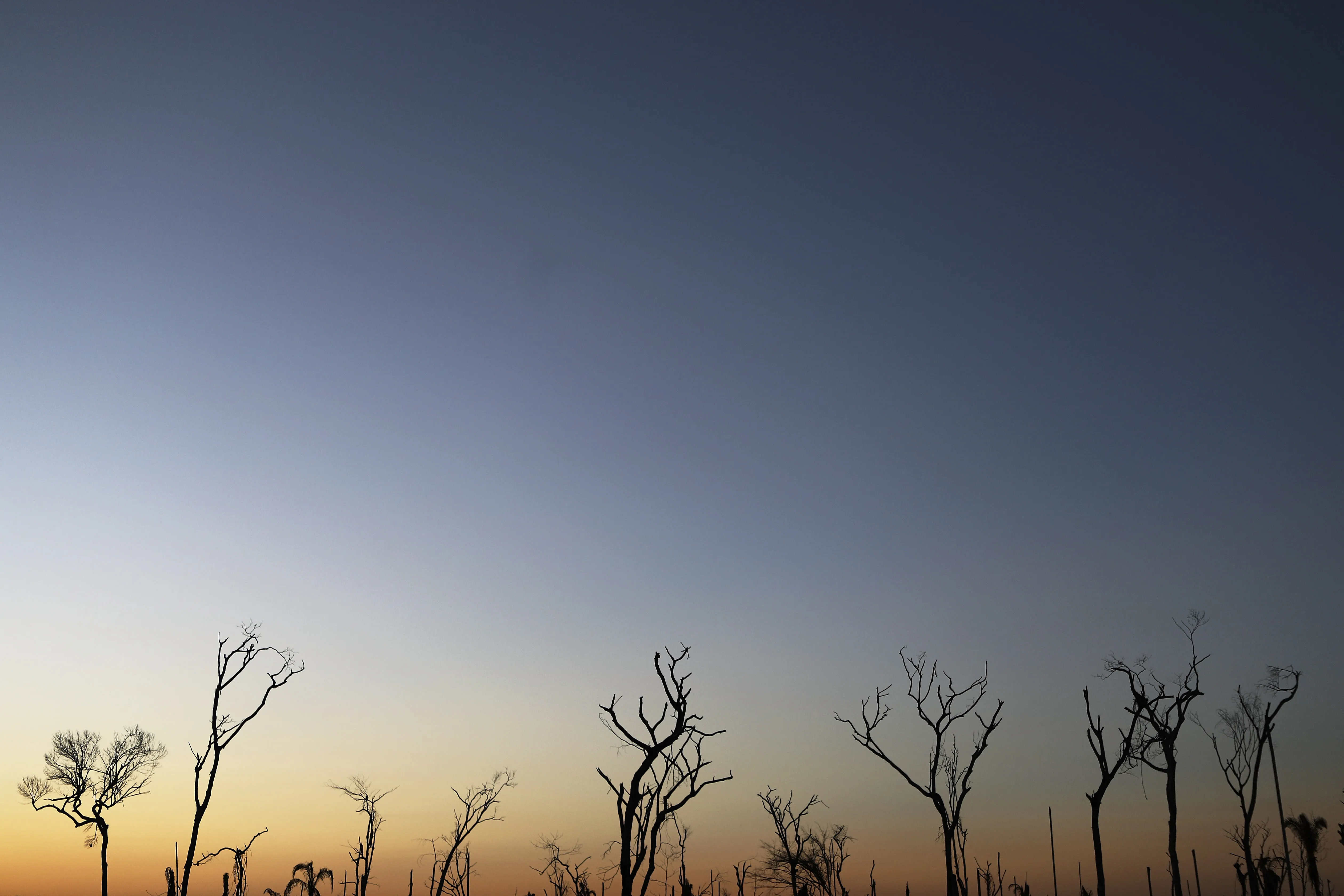 Farm Rio Taps Veritree to GPS Track Its 1 Million Tree Pledge