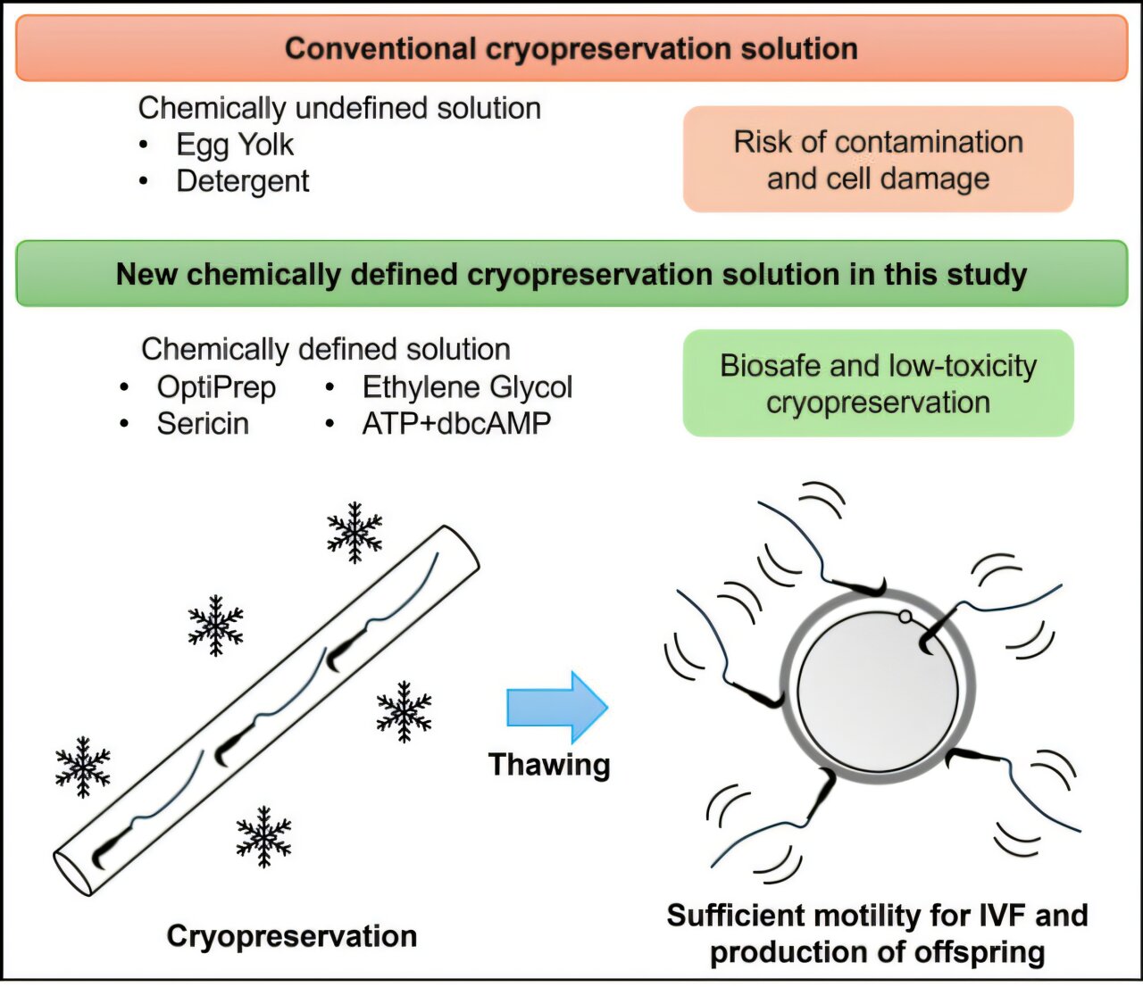 New egg yolk-free freezing solution enables rat IVF and live births