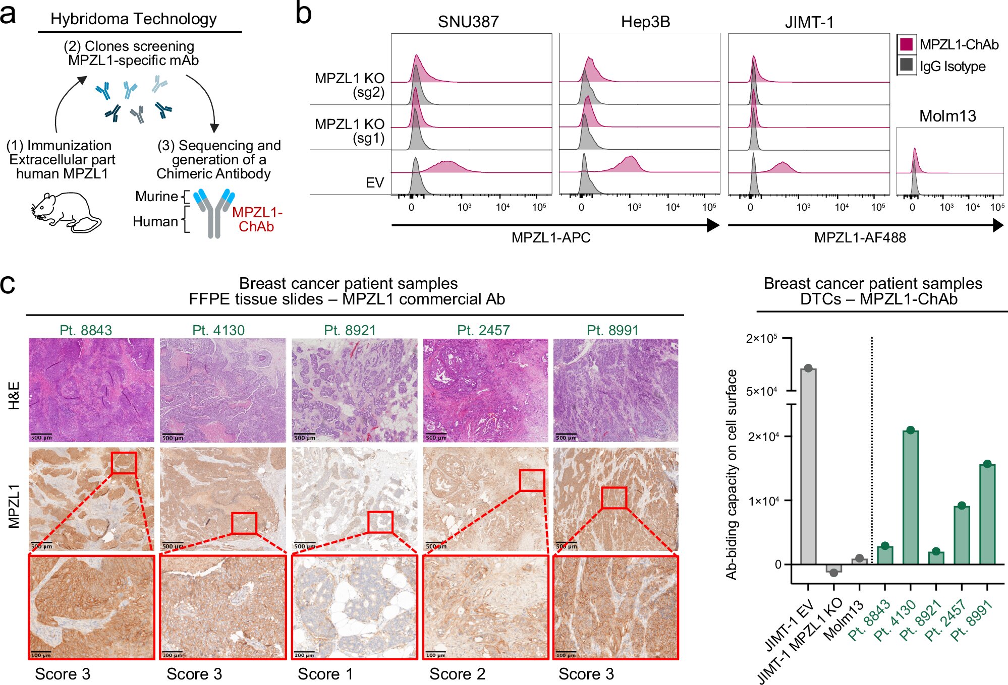 One dose of protein-targeting CAR-T cells shrinks solid tumors in preclinical tests