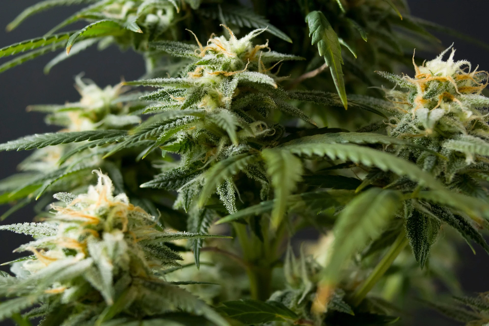 Scientists Uncover Surprising Link Between Cannabis and Violence