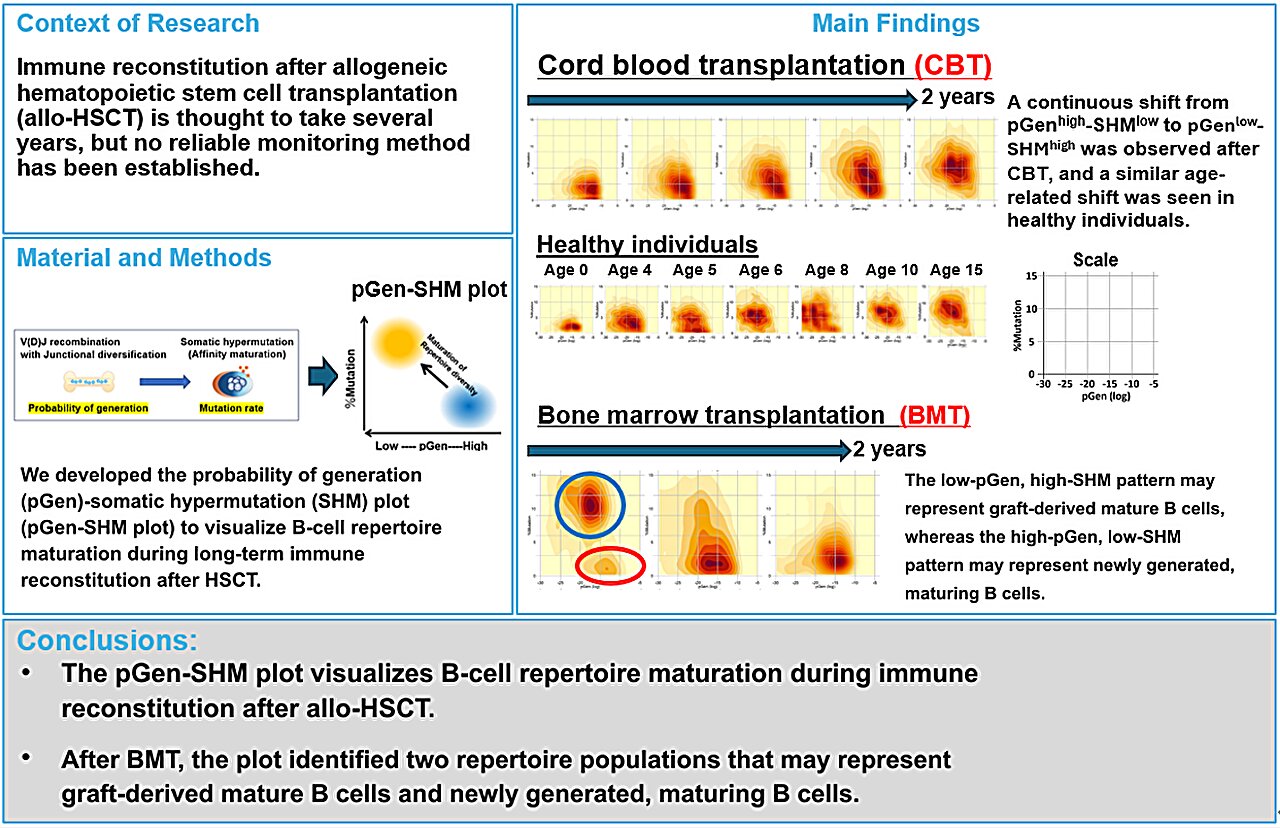 Bone marrow transplant analysis reveals two distinct B-cell repertoire patterns early in recovery