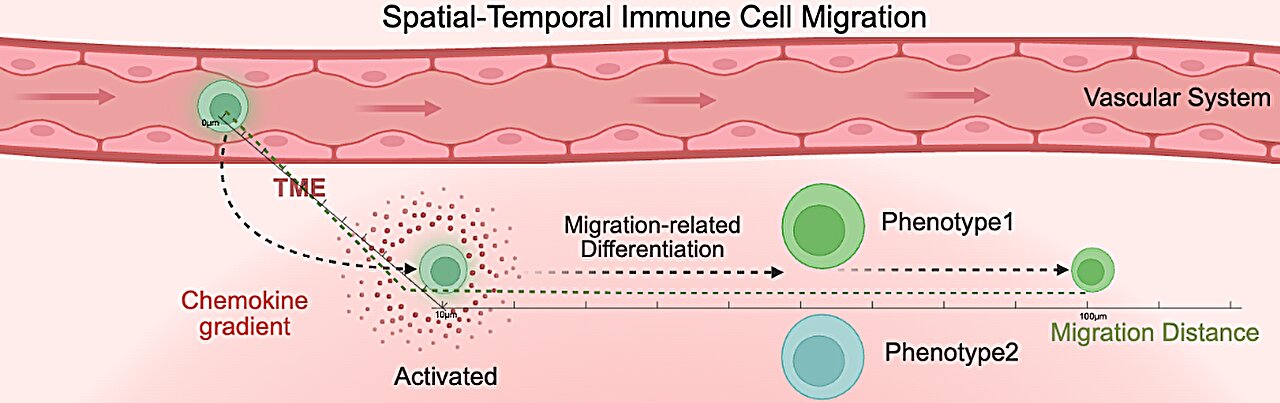 New imaging method links cells' spatial organization to cancer outcomes