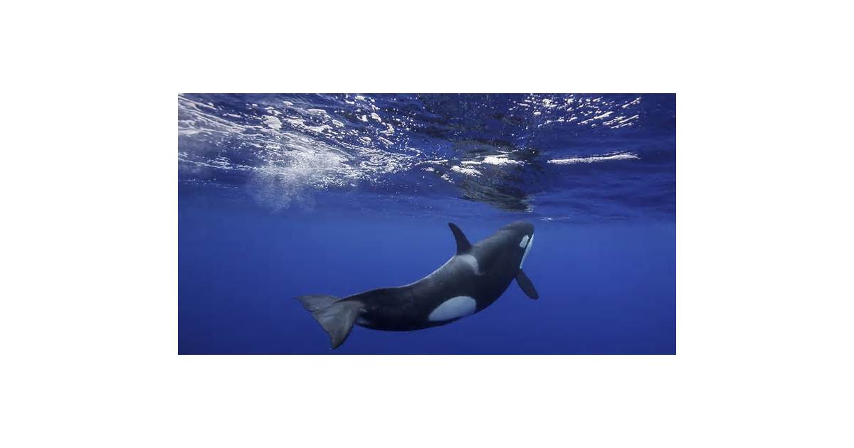 Rare Shark, Orca Sightings Off Mozambique Raise El Niño Question