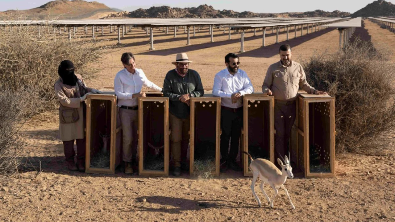 Saudi 250MW solar PV site is base for endangered species breeding programme