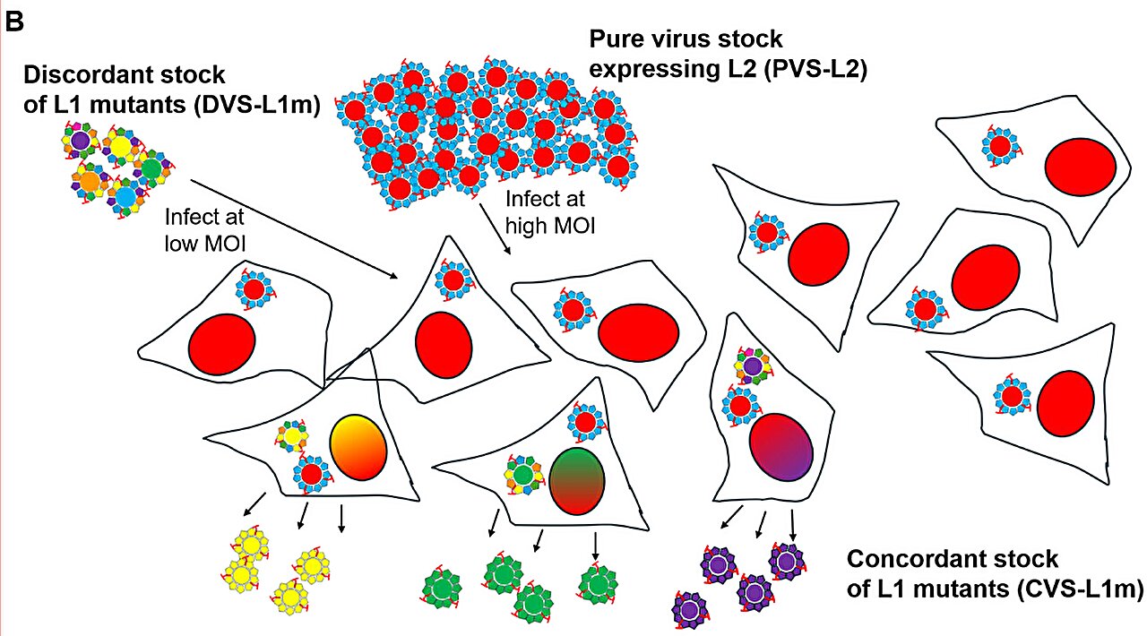 New HPV selection method could help develop more stable, easier-to-produce vaccines
