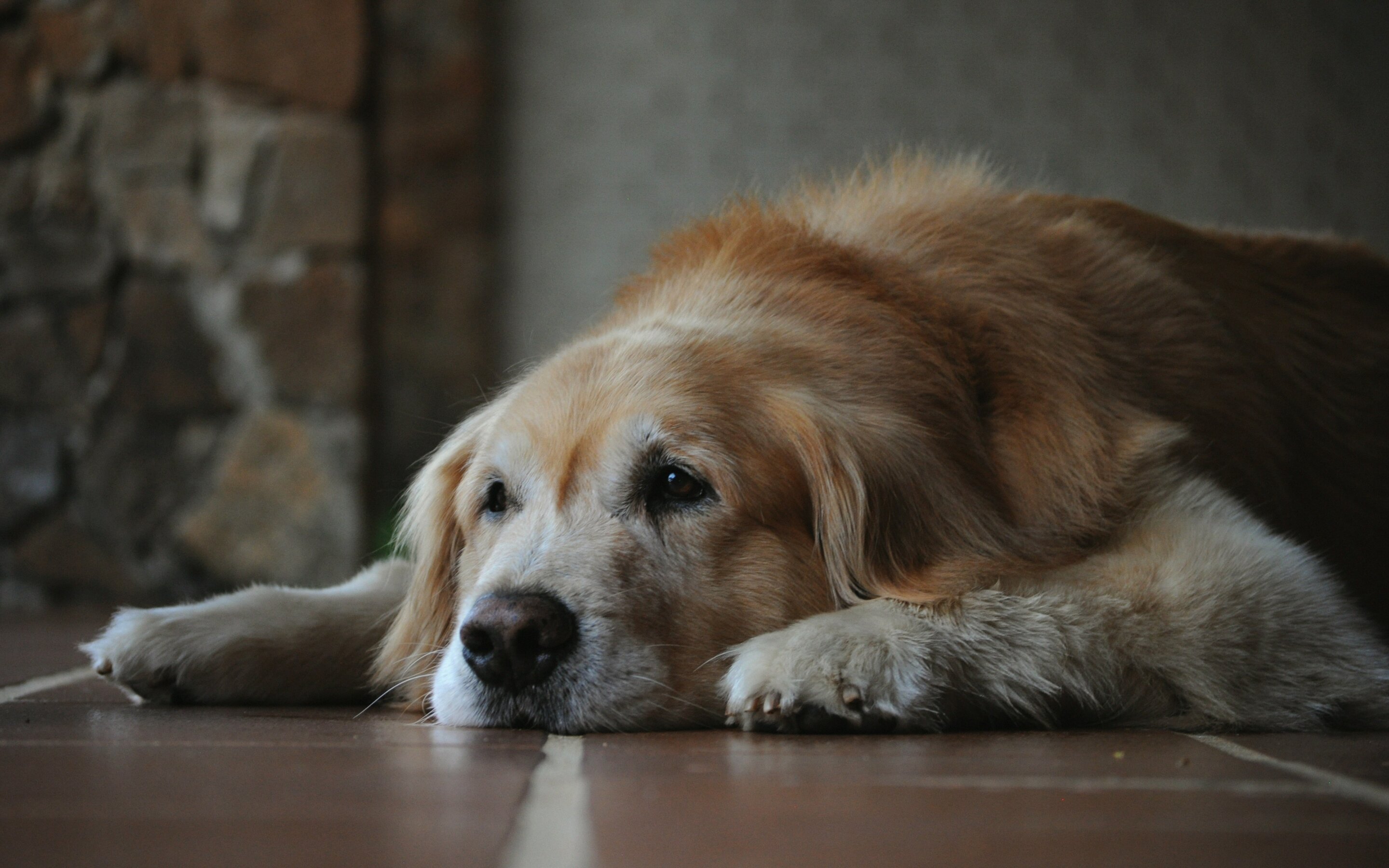 Why old dogs might be able to teach Alzheimer's researchers new tricks